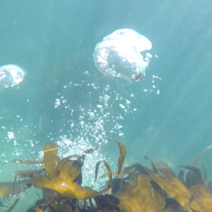 Mullaghmore Sea Soul Orbs